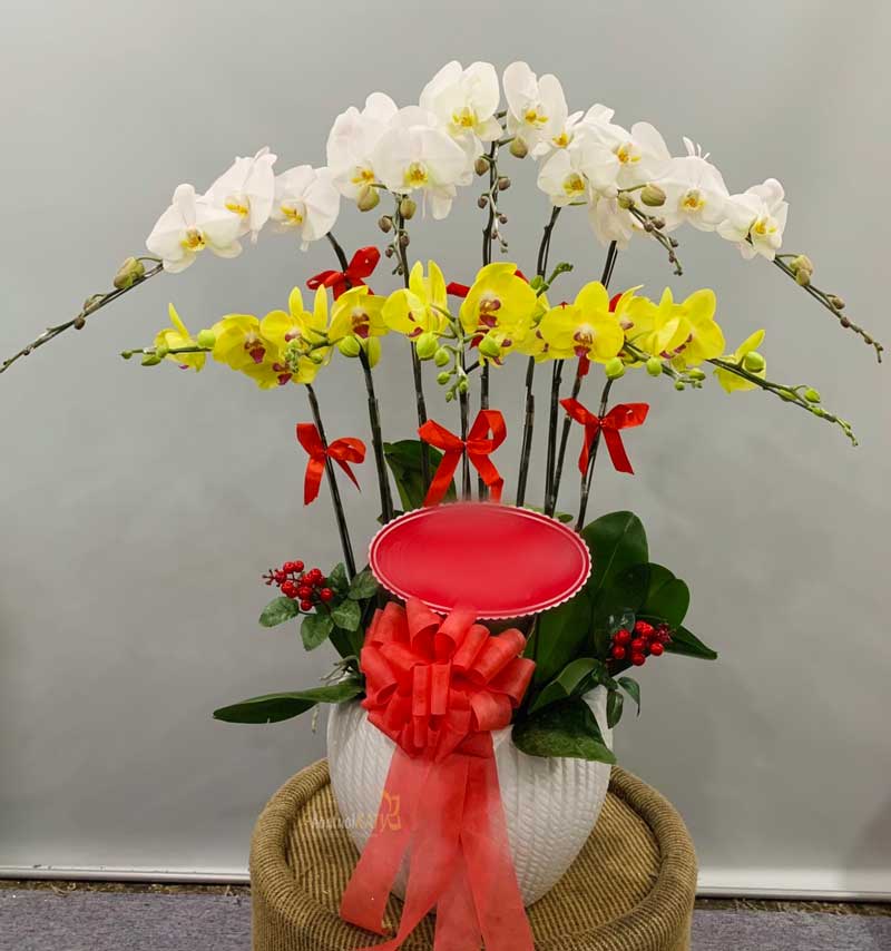 Chậu Lan Hồ Điệp 10 Cành "vẹn toàn" - HD032