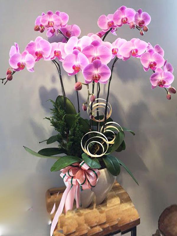 Hồ điệp 5 cành - HD009