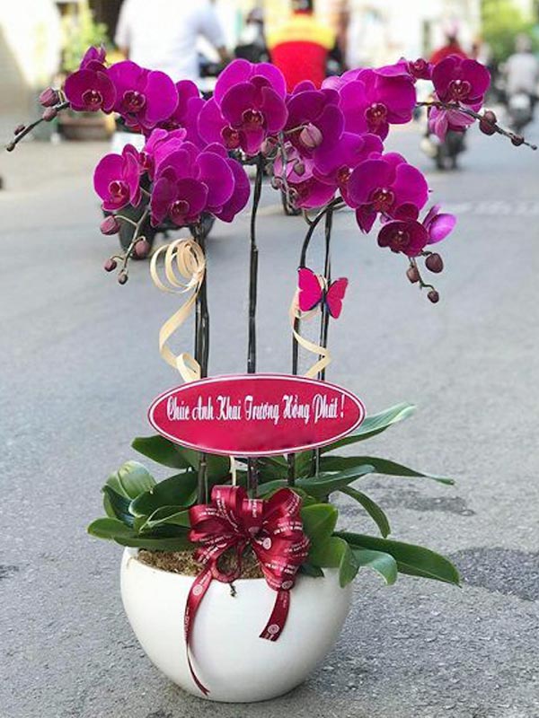 Chậu Lan Hồ Điệp 5 cành - HD027