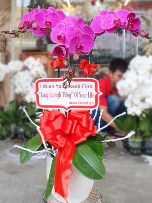 Chậu Lan Hồ Điệp 3 cành HD028